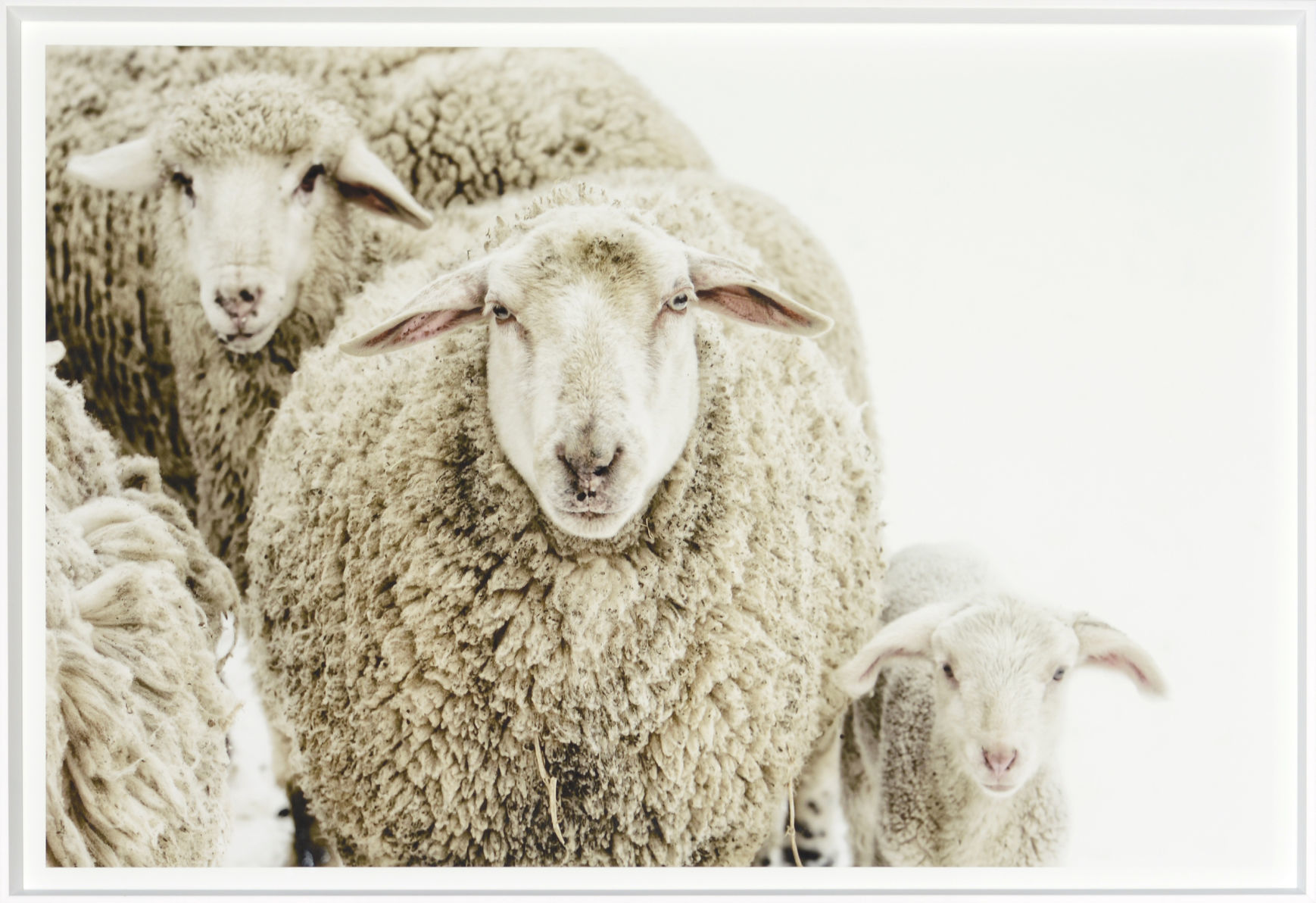 CeladonArt_WoolyStare17096.jpg